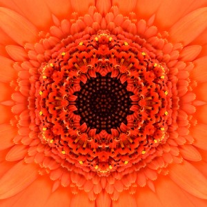 orange flower manadala-2