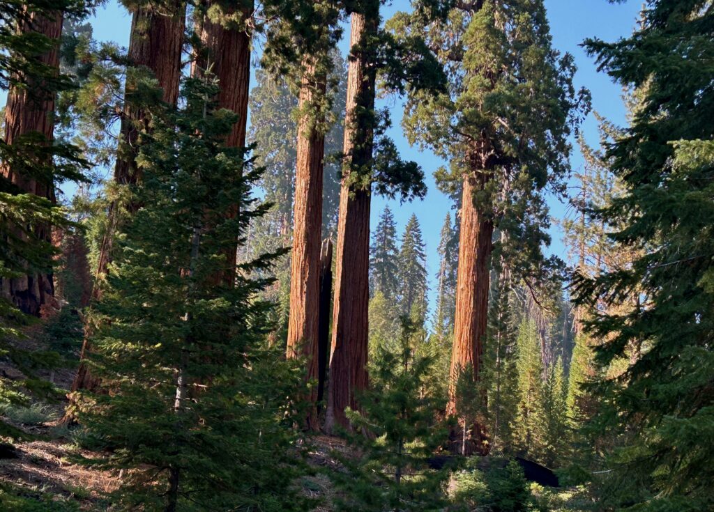 Sequoia Trees