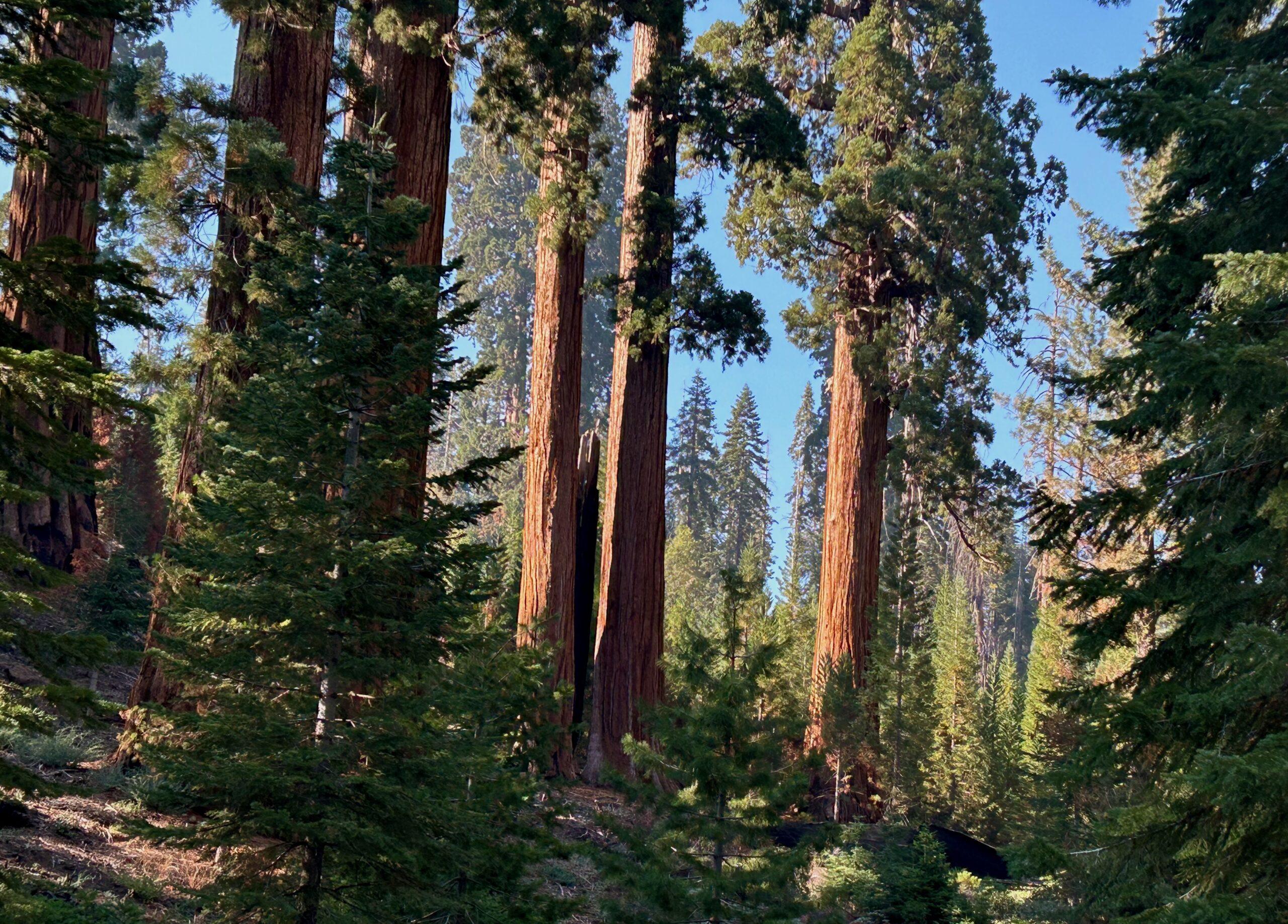 Sequoia Trees 