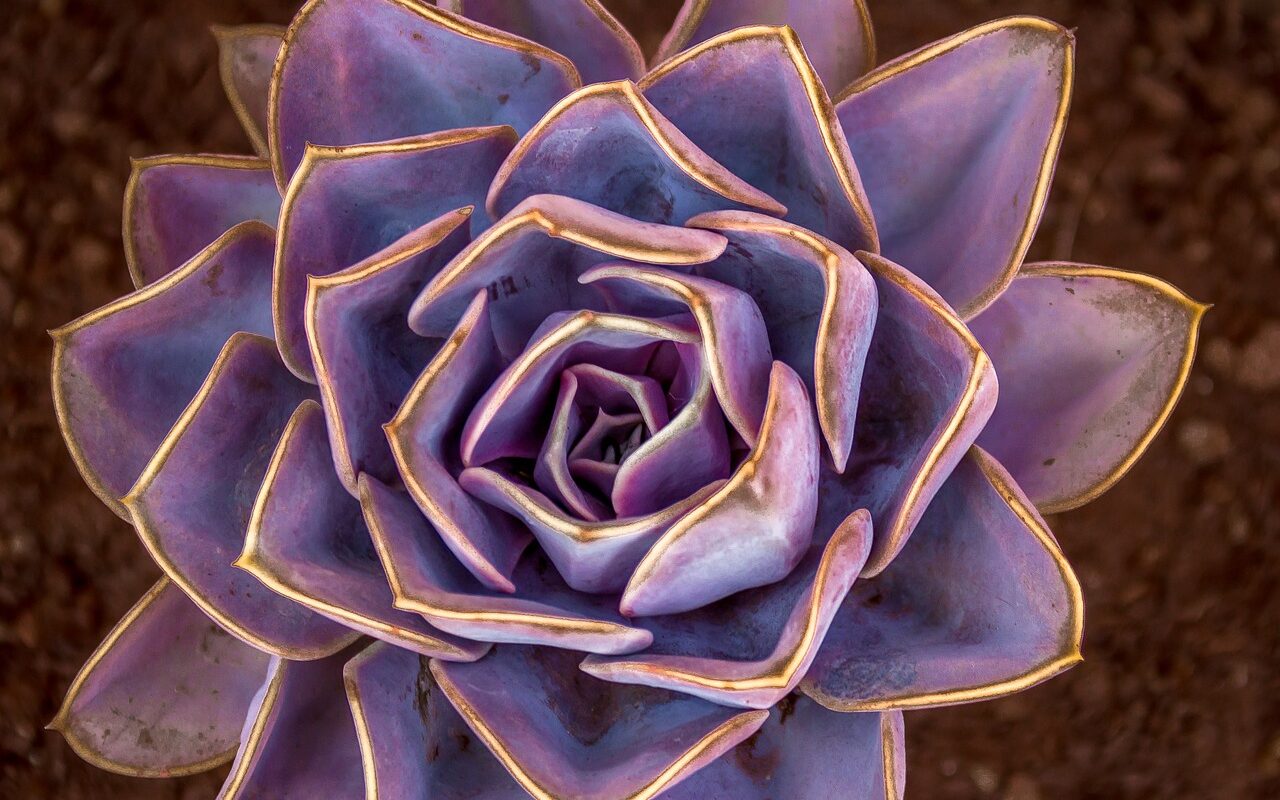 Purple succulent plant that resembles a mandala.