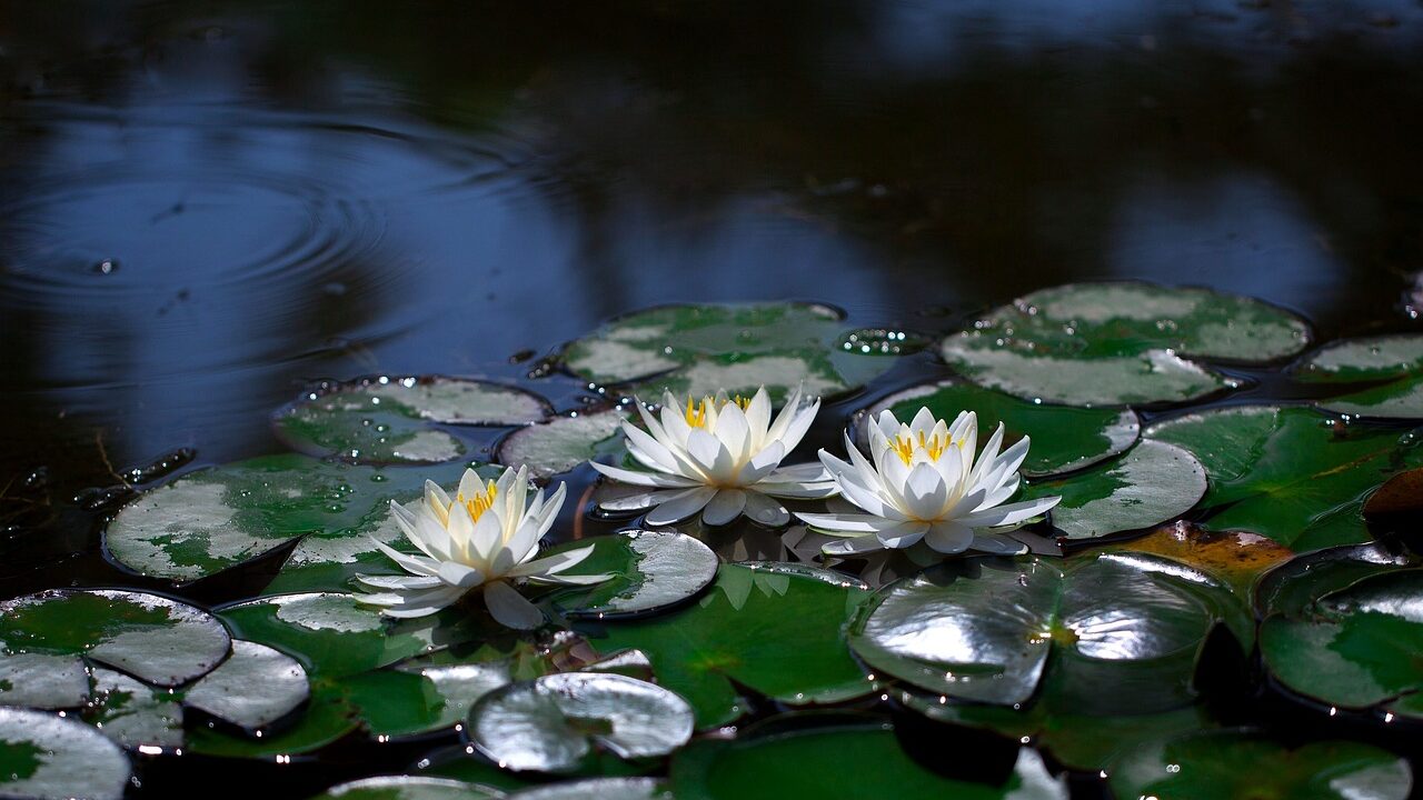 Water lilies floating