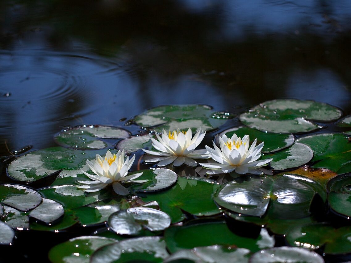 Water lilies floating